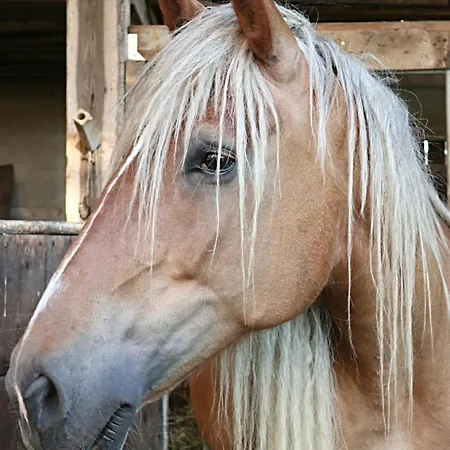 شقة Pfauenhof Ostbevern