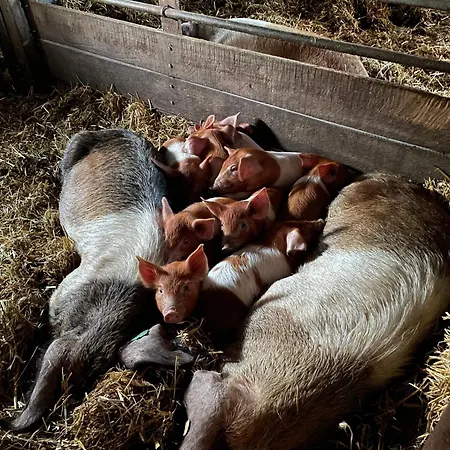 Pfauenhof Lägenhet *