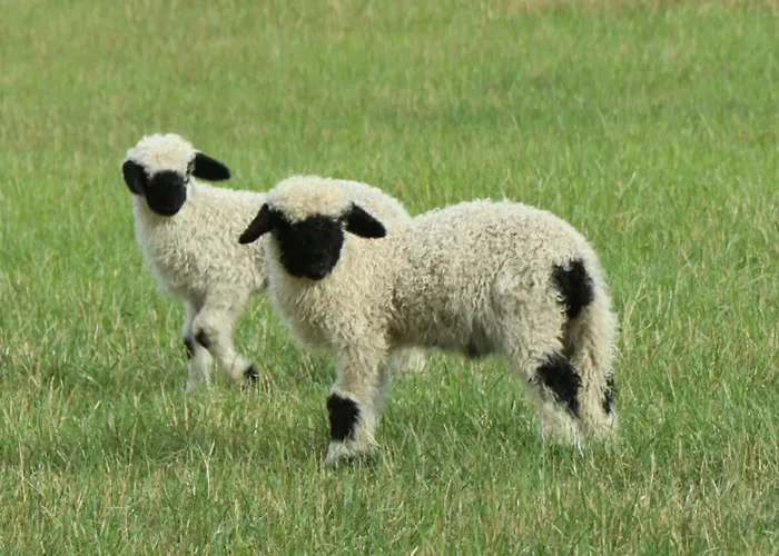 Pfauenhof Lejlighed *