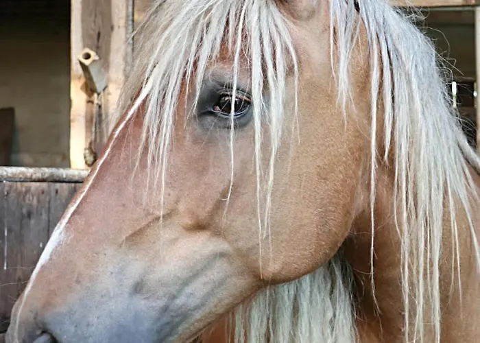 Lejlighed Pfauenhof Ostbevern