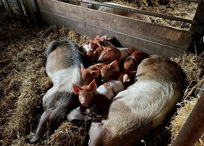 Pfauenhof Lejlighed *